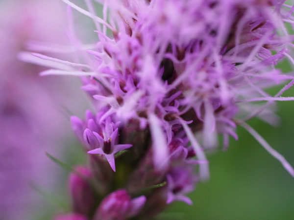 f:id:elmikamino:20100801112824j:image