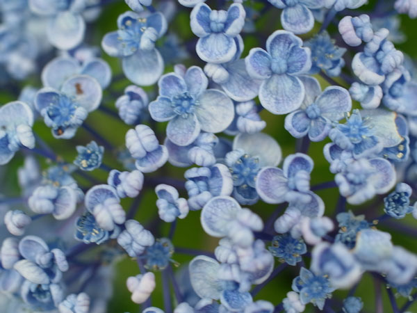 f:id:elmikamino:20100801112827j:image