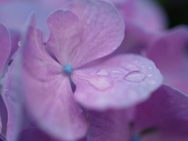 f:id:elmikamino:20100801112828j:image