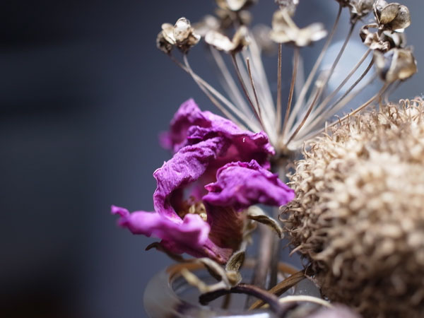 f:id:elmikamino:20100801112830j:image