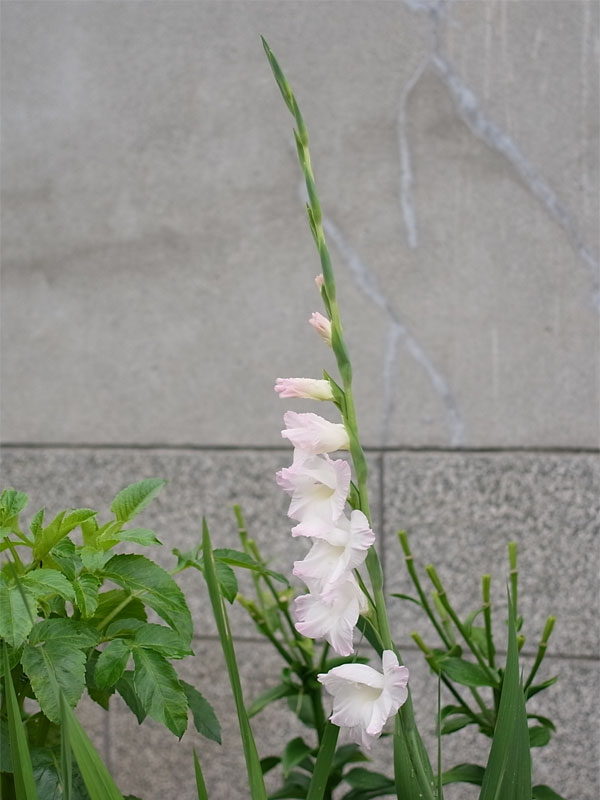 f:id:elmikamino:20100801114018j:image