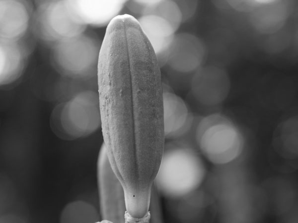 f:id:elmikamino:20100802005753j:image f:id:elmikamino:20100802005753j:image