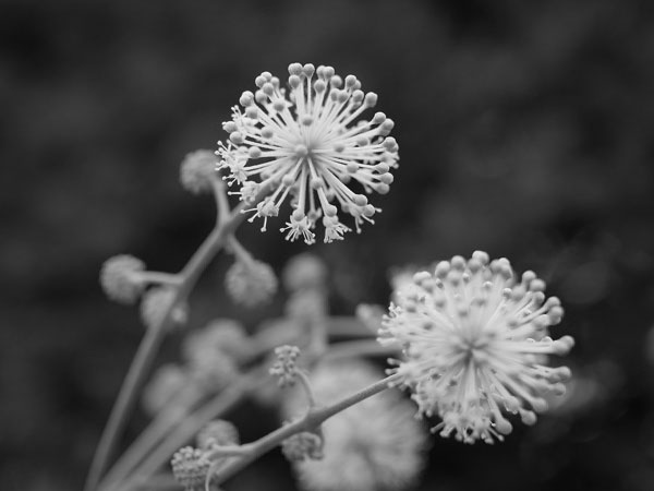 f:id:elmikamino:20100802010748j:image f:id:elmikamino:20100802010748j:image