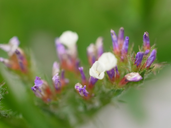 f:id:elmikamino:20100803120220j:image