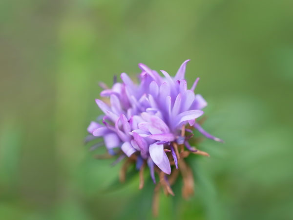 f:id:elmikamino:20100803120221j:image