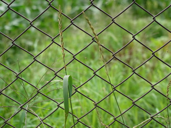 f:id:elmikamino:20100803120223j:image