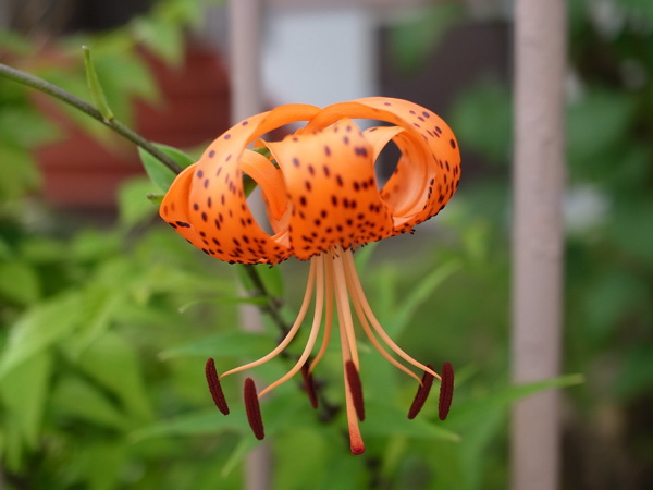 f:id:elmikamino:20100803120224j:image