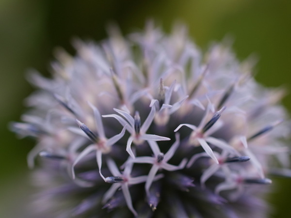 f:id:elmikamino:20100803120229j:image