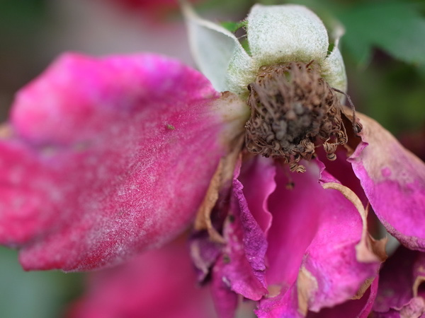 f:id:elmikamino:20100803120230j:image