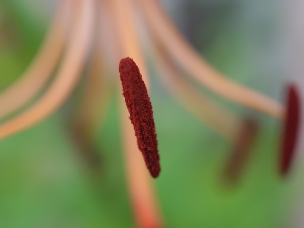 f:id:elmikamino:20100803120231j:image