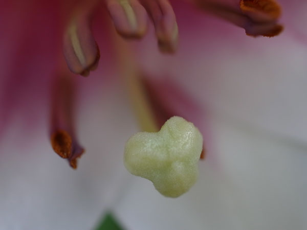 f:id:elmikamino:20100803120236j:image