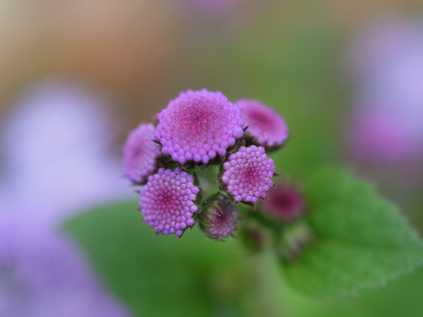 f:id:elmikamino:20100803120239j:image