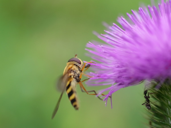 f:id:elmikamino:20100803120240j:image