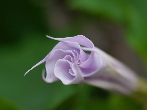 f:id:elmikamino:20100803120242j:image