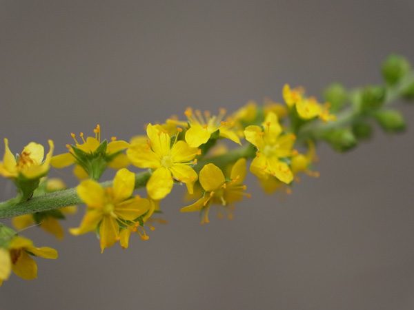 f:id:elmikamino:20100803120244j:image