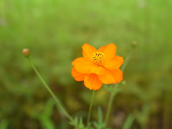 f:id:elmikamino:20100803120245j:image