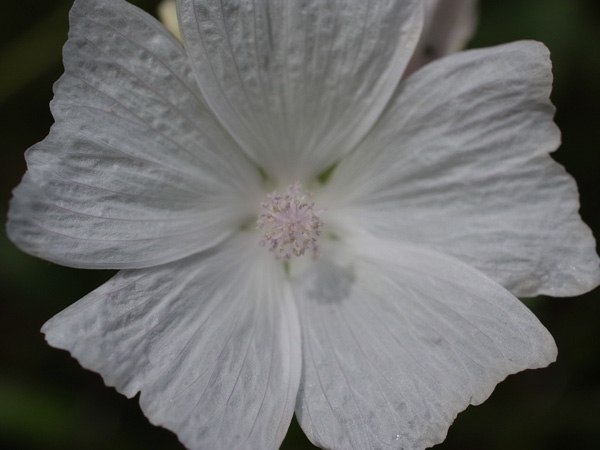 f:id:elmikamino:20100803120248j:image