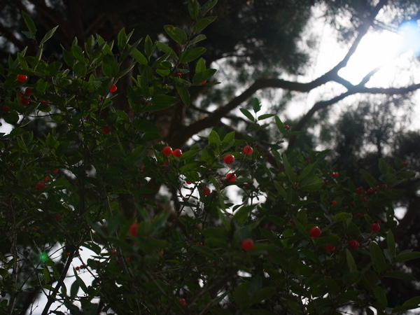 f:id:elmikamino:20100803120249j:image