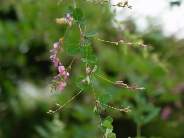 f:id:elmikamino:20100803120251j:image