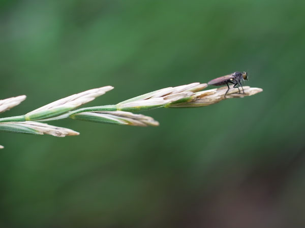 シバムギ（芝麦, Couch Grass, Elytrigia repens）