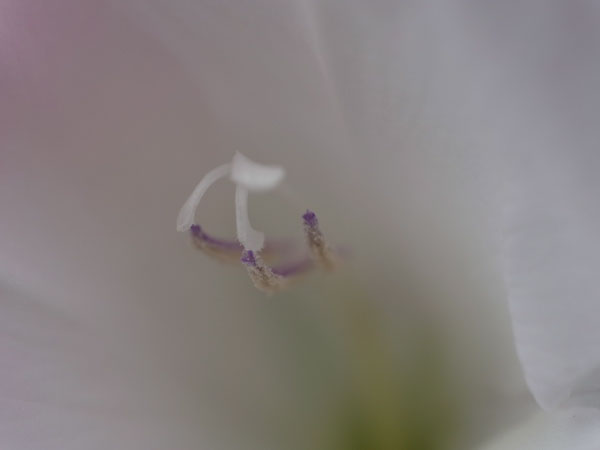 f:id:elmikamino:20100804114150j:image