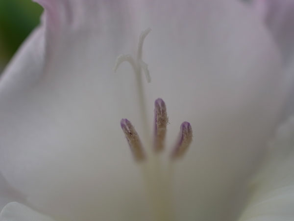f:id:elmikamino:20100804114151j:image