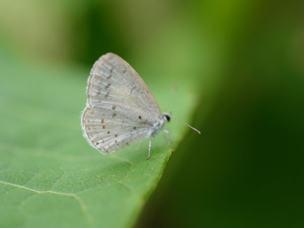 f:id:elmikamino:20100804114155j:image