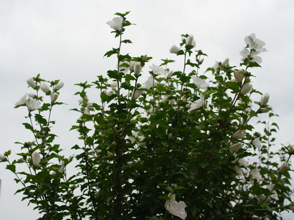 f:id:elmikamino:20100804114201j:image