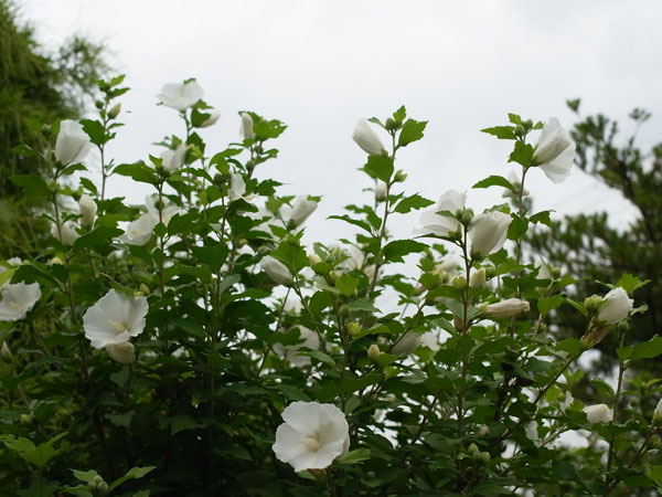 f:id:elmikamino:20100804114202j:image