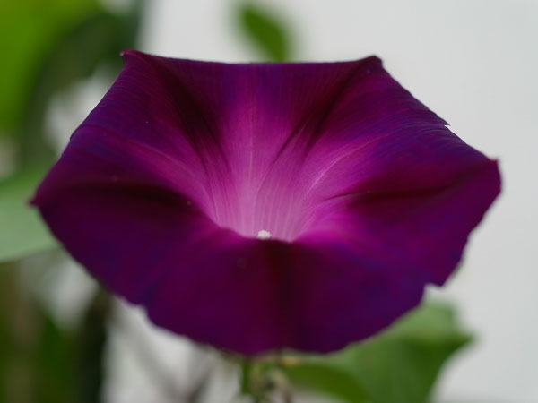f:id:elmikamino:20100804114207j:image