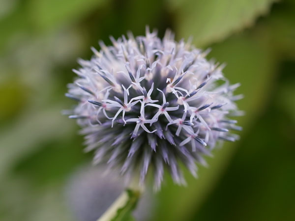 f:id:elmikamino:20100804114209j:image