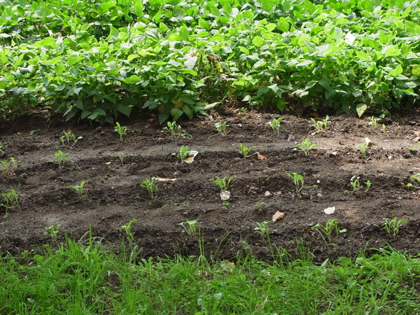 f:id:elmikamino:20100805113252j:image