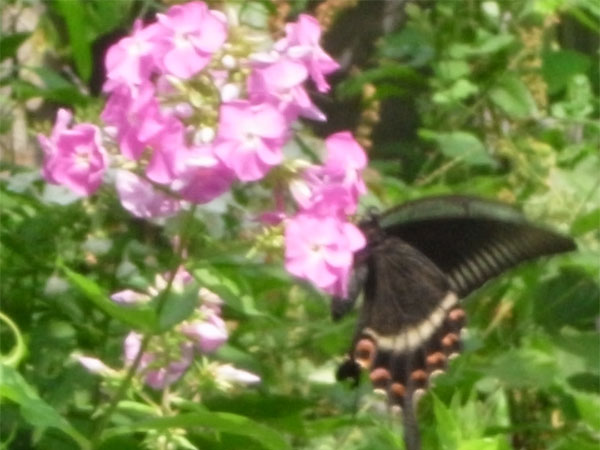 f:id:elmikamino:20100805175714j:image