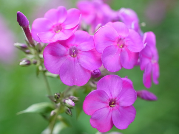 f:id:elmikamino:20100805175716j:image