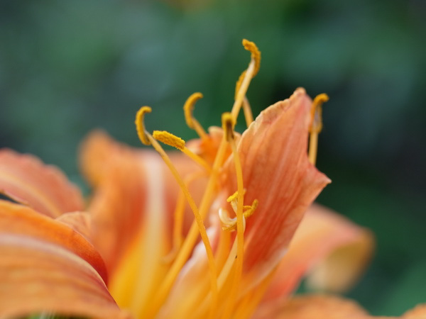 f:id:elmikamino:20100805175717j:image