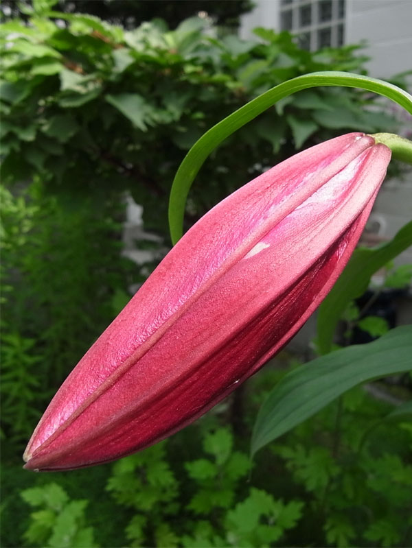 f:id:elmikamino:20100805175718j:image