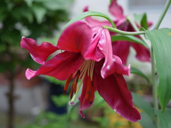 f:id:elmikamino:20100807123356j:image