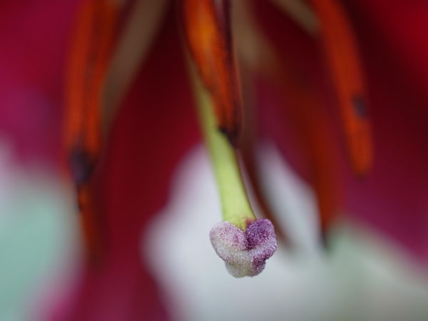 f:id:elmikamino:20100807123357j:image