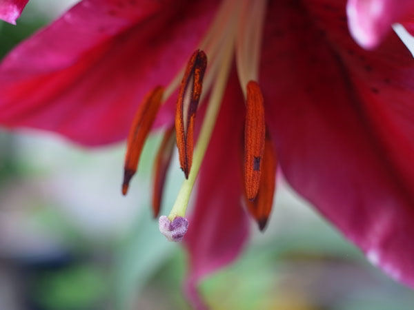 f:id:elmikamino:20100807123358j:image