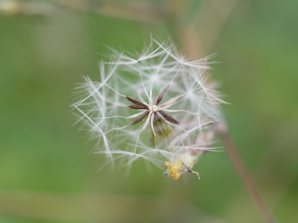 f:id:elmikamino:20100807123359j:image