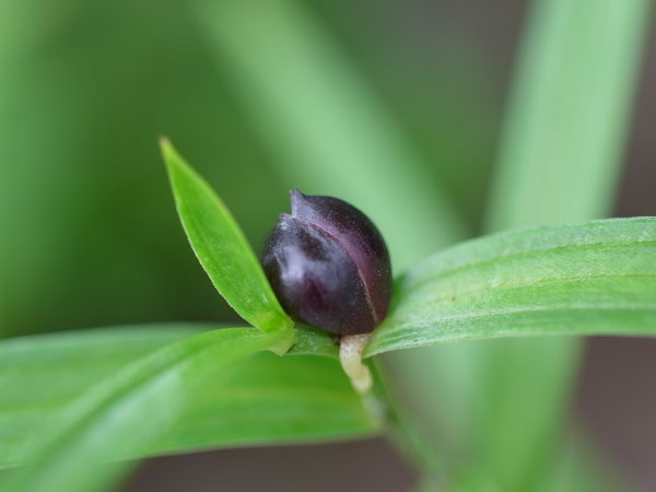 f:id:elmikamino:20100807123401j:image