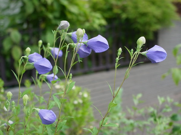 f:id:elmikamino:20100807123407j:image