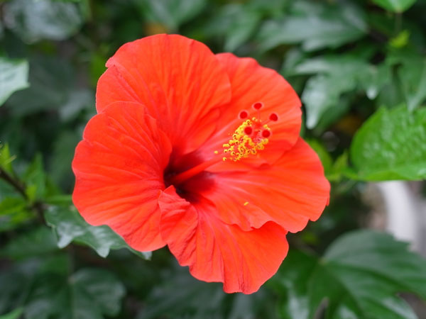 f:id:elmikamino:20100807123408j:image