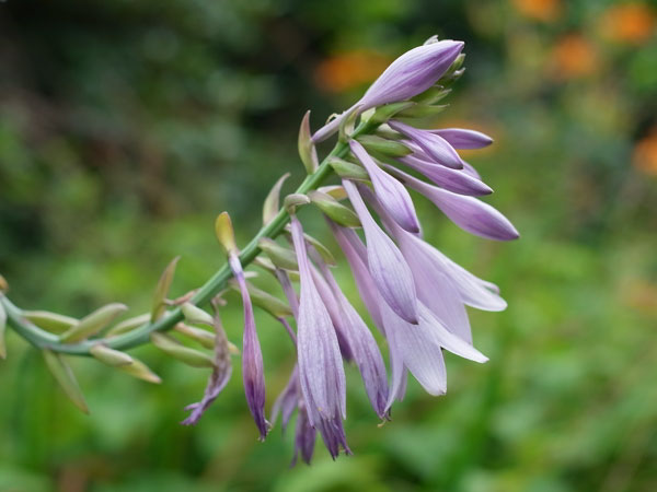 f:id:elmikamino:20100807123409j:image