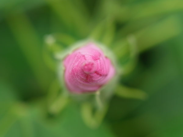 f:id:elmikamino:20100807123410j:image