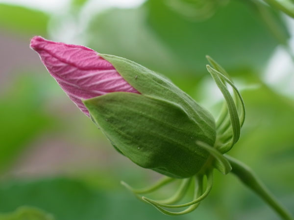 f:id:elmikamino:20100807123411j:image