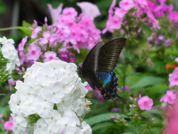 f:id:elmikamino:20100807123413j:image