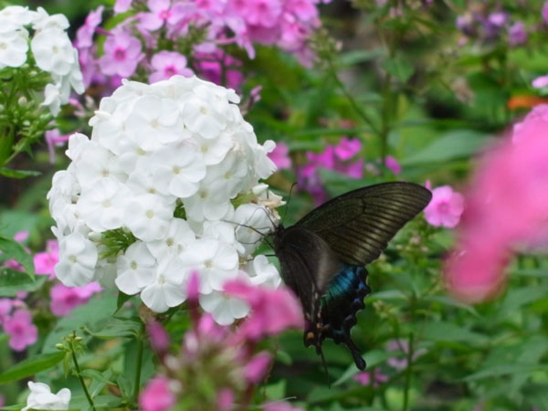 f:id:elmikamino:20100807123414j:image