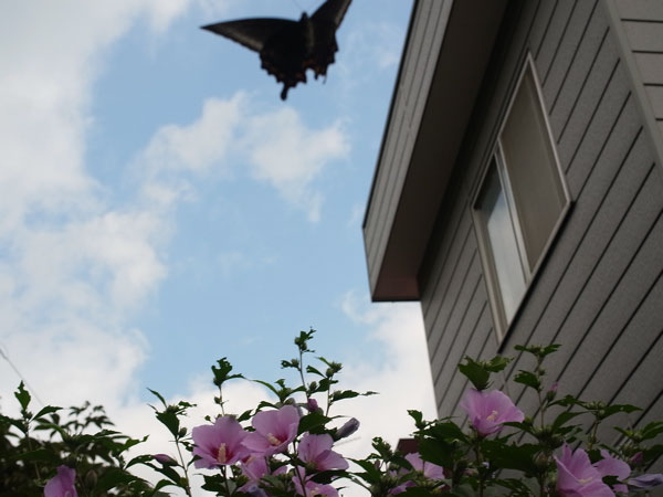 f:id:elmikamino:20100807123416j:image