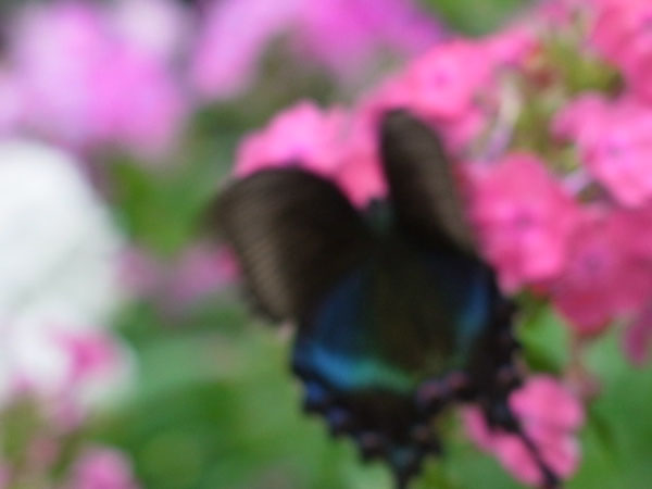 f:id:elmikamino:20100807143803j:image